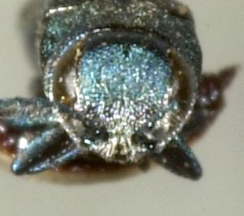 Media type: image;   Entomology 2121 Aspect: head frontal view 3
